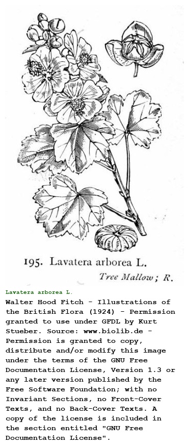 Lavatera arborea L.